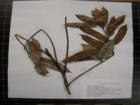 Herbarium sample